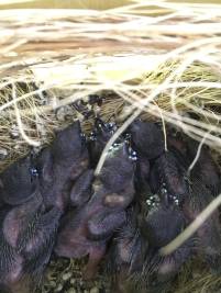 Jungv&ouml;gel im Nest