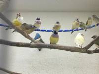 Jungvögel in der Voliere