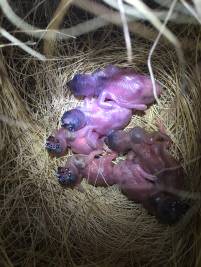 Jungv&ouml;gel im Nest